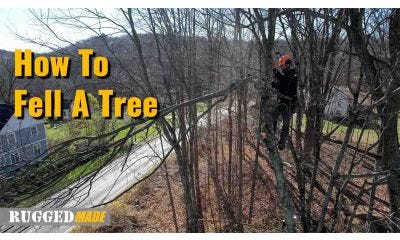 How to Fell a Tree: Pro Tips From an Arborist